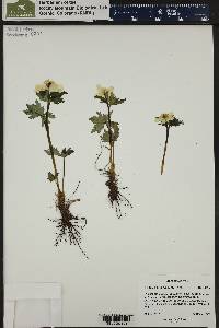 Trollius albiflorus image