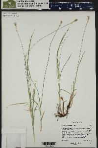 Carex occidentalis image