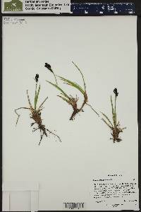 Carex scopulorum image