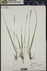 Oryzopsis asperifolia image