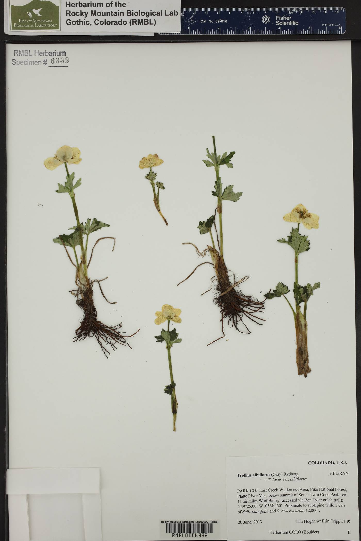 Trollius albiflorus image