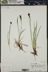 Carex scopulorum image