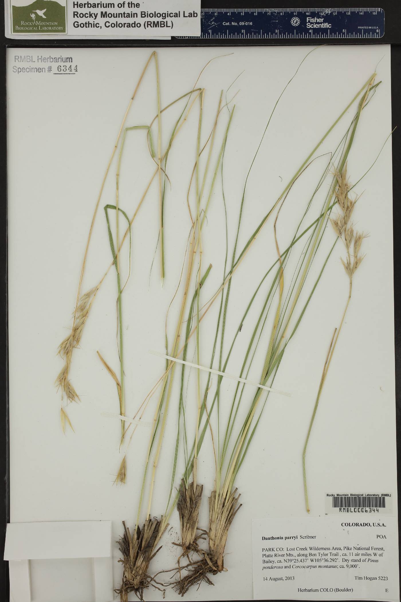 Danthonia parryi image