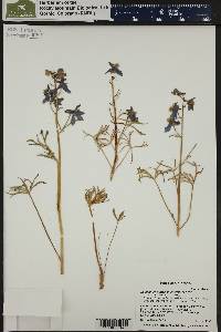 Delphinium nuttallianum image