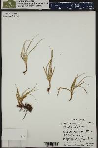 Carex nigricans image