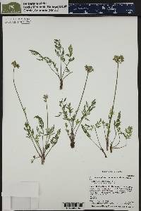 Pseudocymopterus montanus image