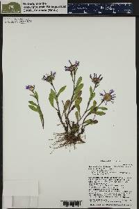 Symphyotrichum foliaceum image