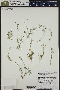 Cerastium beeringianum image