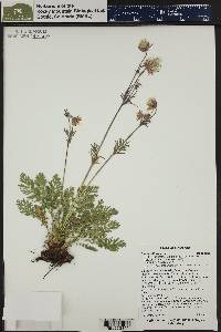 Geum triflorum image