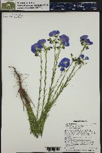 Linum lewisii image