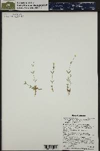 Stellaria longipes image