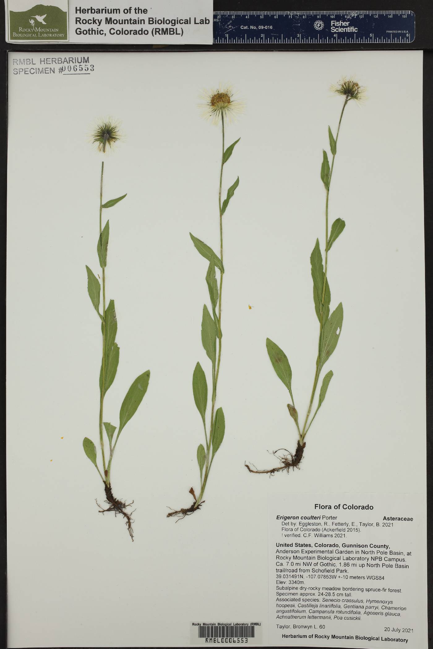 Erigeron coulteri image