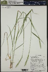 Elymus glaucus image