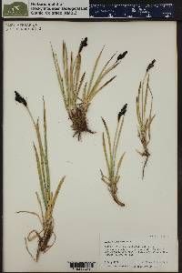 Carex scopulorum image