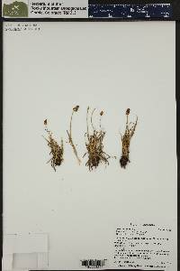 Carex nigricans image