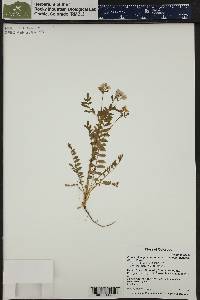 Polemonium pulcherrimum image