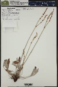 Eriogonum racemosum image