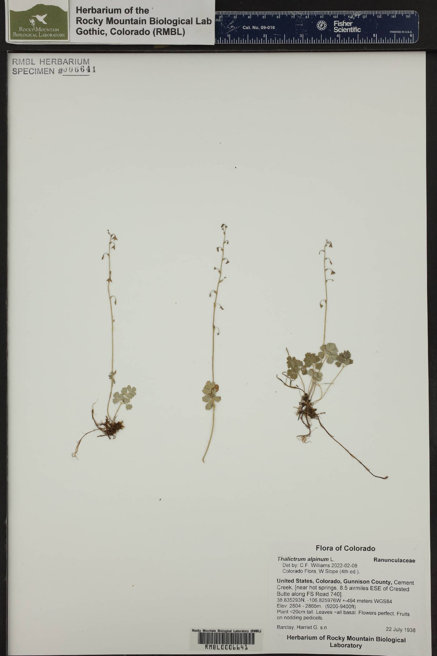 Thalictrum alpinum image