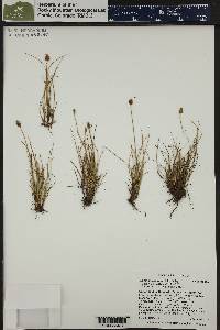 Carex engelmannii image
