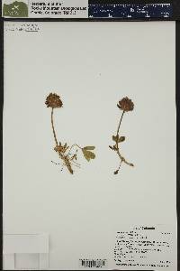 Trifolium parryi image