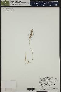 Elymus scribneri image