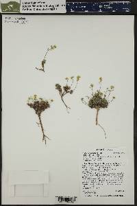 Draba oligosperma image