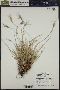 Elymus scribneri image