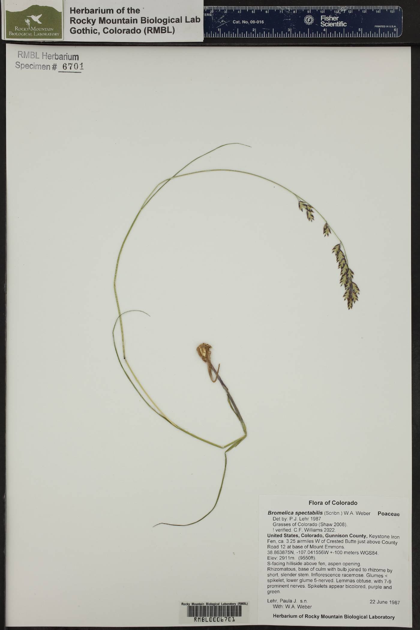 Bromelica spectabilis image
