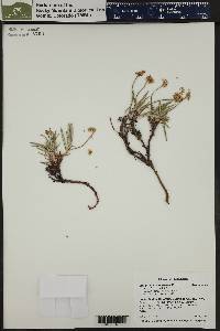 Eriogonum coloradense image