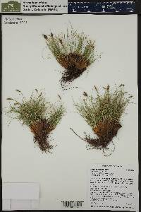 Carex elynoides image