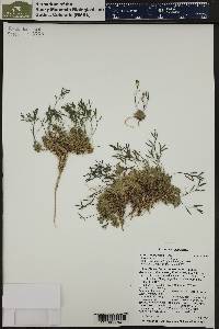 Draba lonchocarpa image