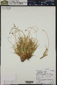 Carex nigricans image