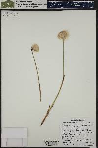 Eriophorum scheuchzeri image