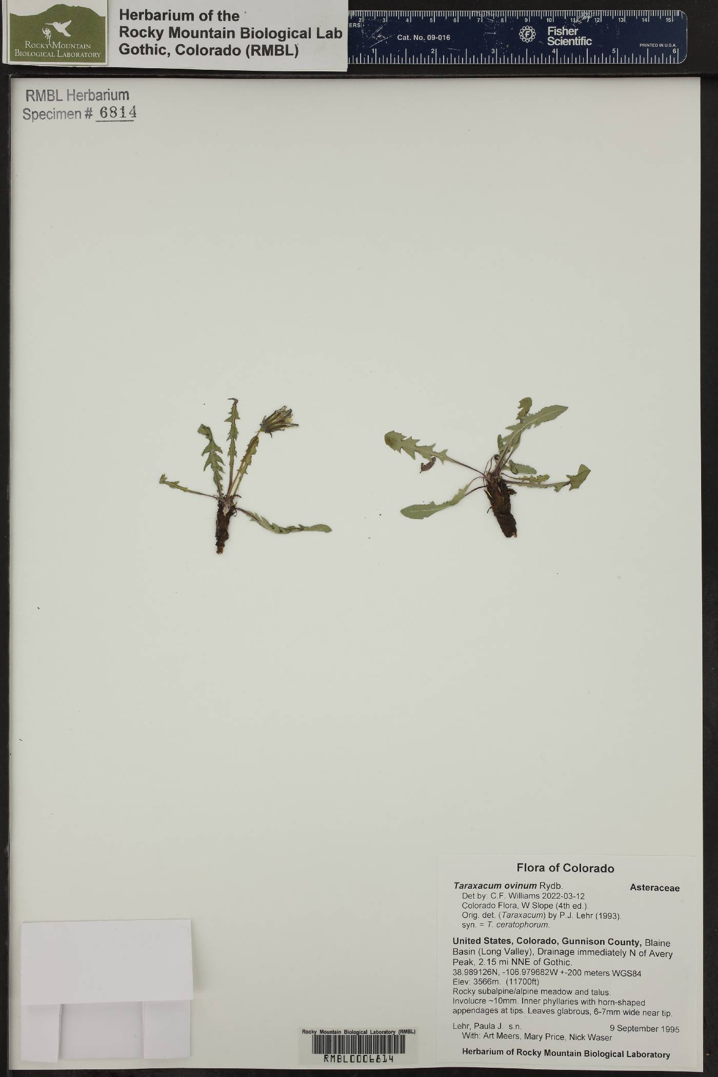 Taraxacum ovinum image
