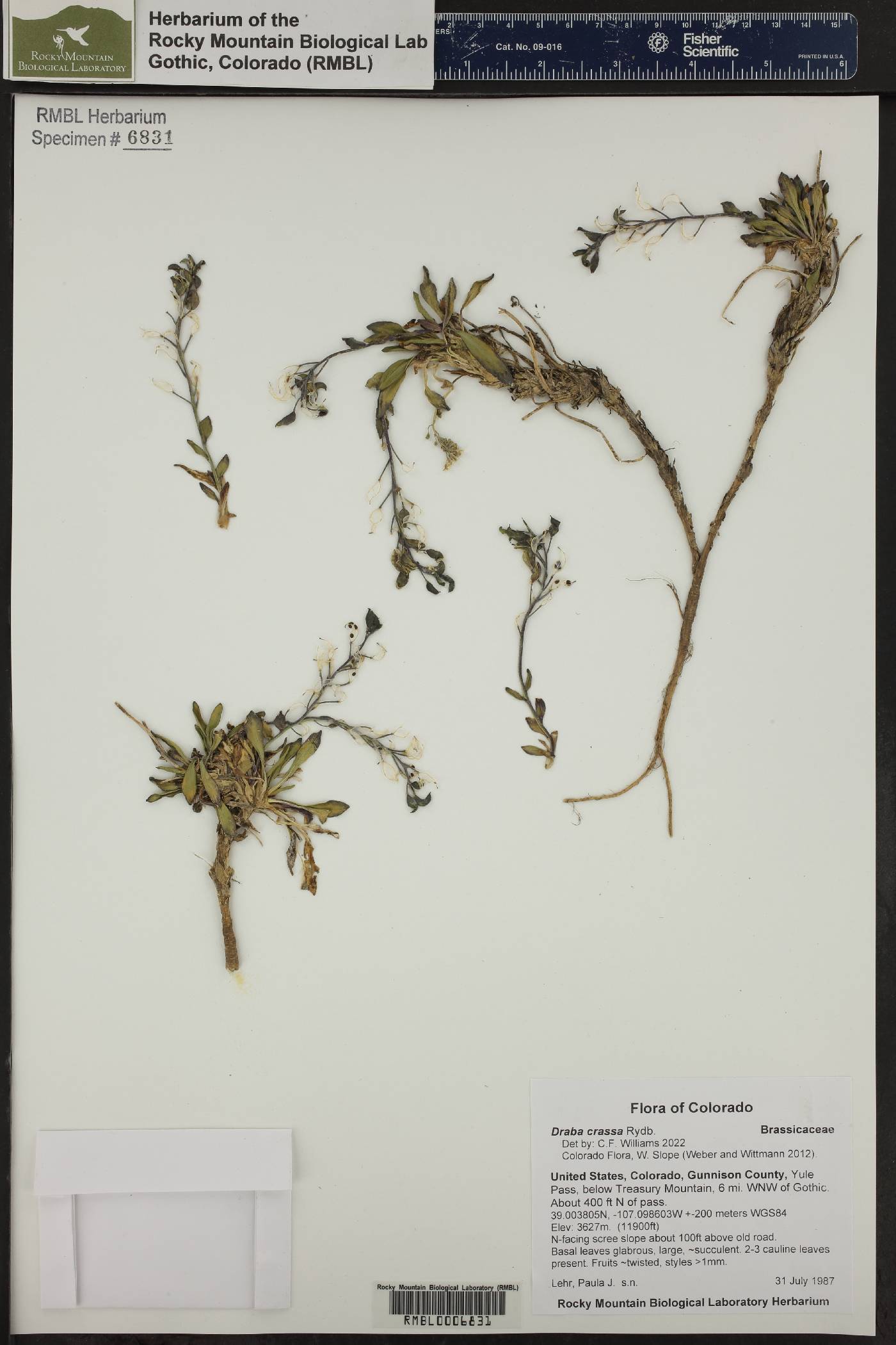 Draba crassa image