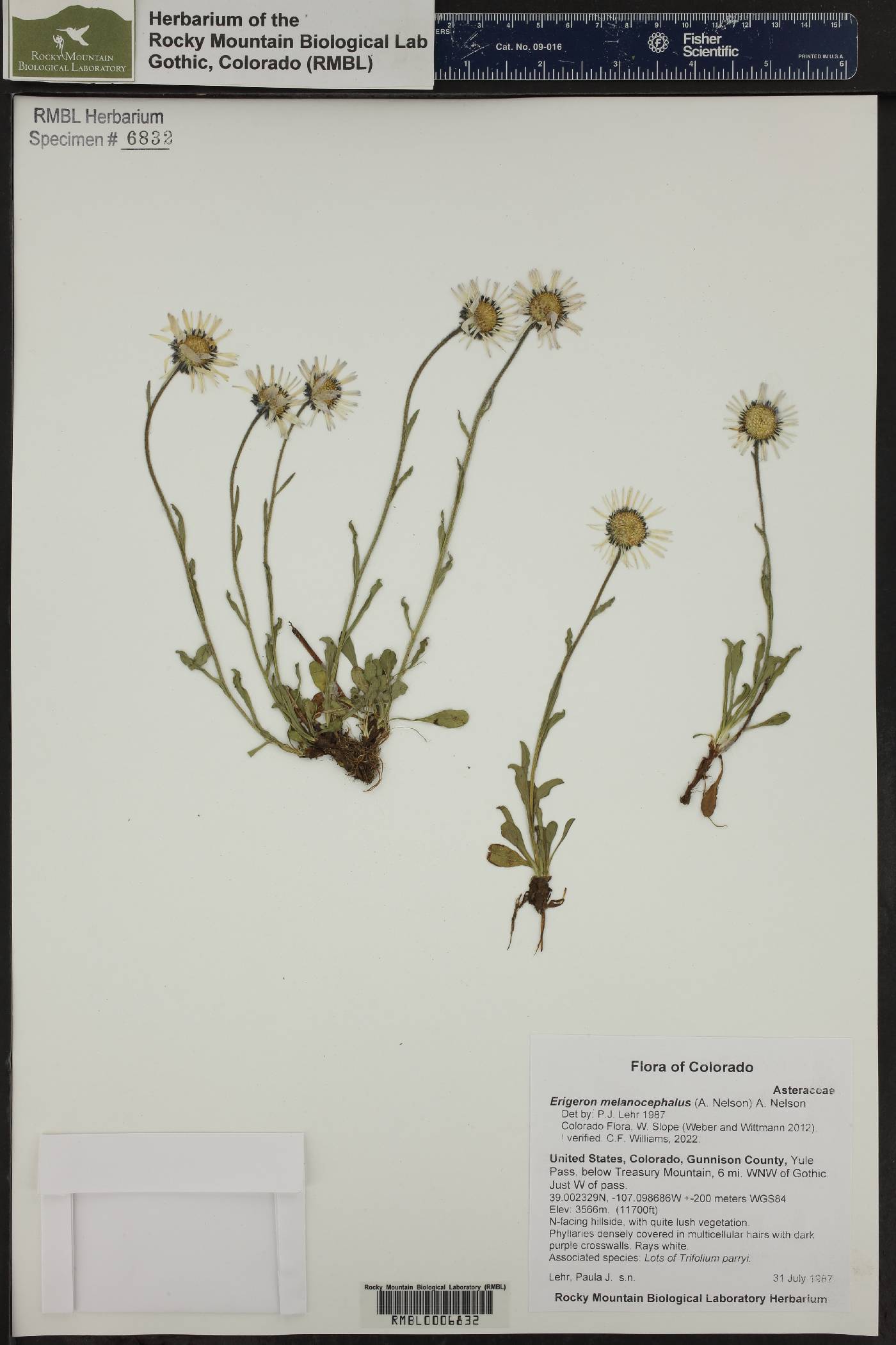 Erigeron melanocephalus image