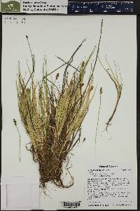 Carex praeceptorum image