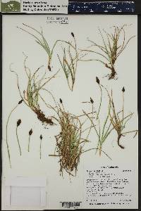 Carex nigricans image