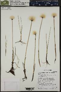 Eriophorum chamissonis image