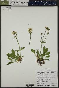 Valeriana acutiloba image