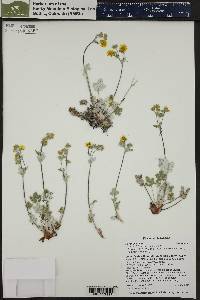 Potentilla nivea image