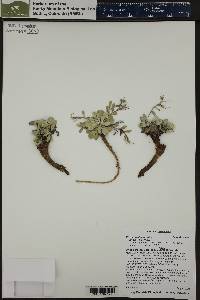 Physaria alpina image