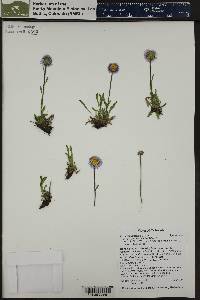 Erigeron simplex image