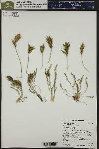Oxytropis borealis image