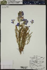 Polemonium viscosum image