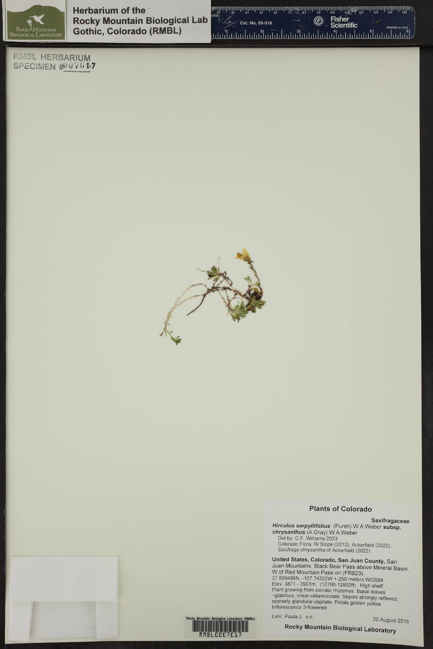 Saxifraga chrysantha image
