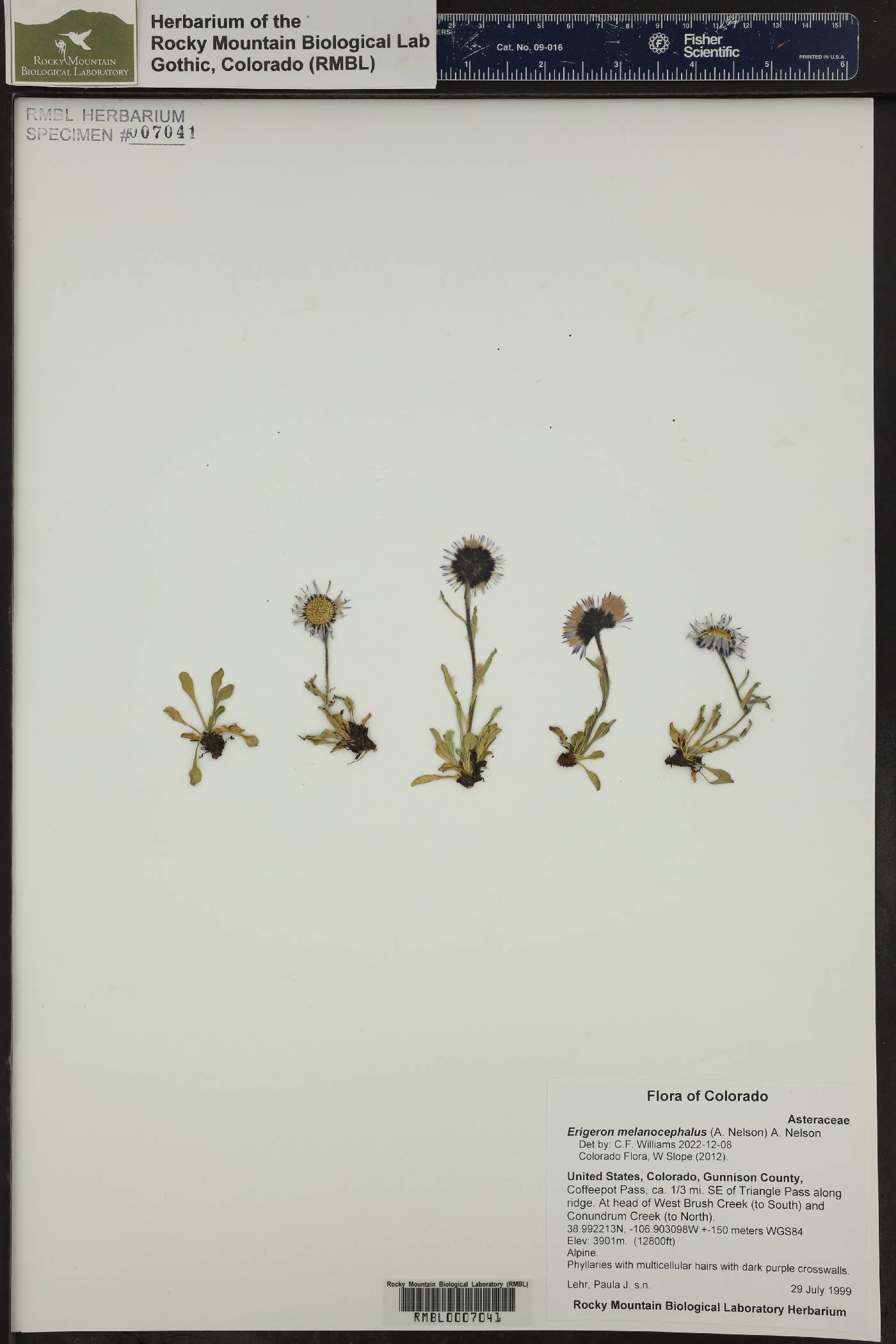 Erigeron melanocephalus image