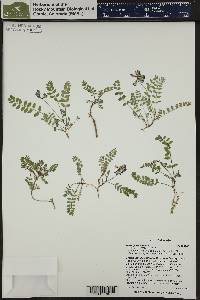 Astragalus alpinus image