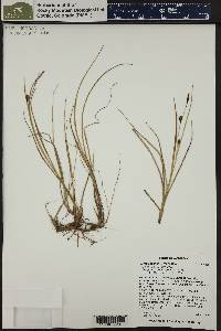 Carex saxatilis image