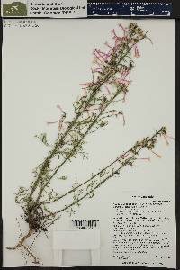 Ipomopsis aggregata subsp. collina image